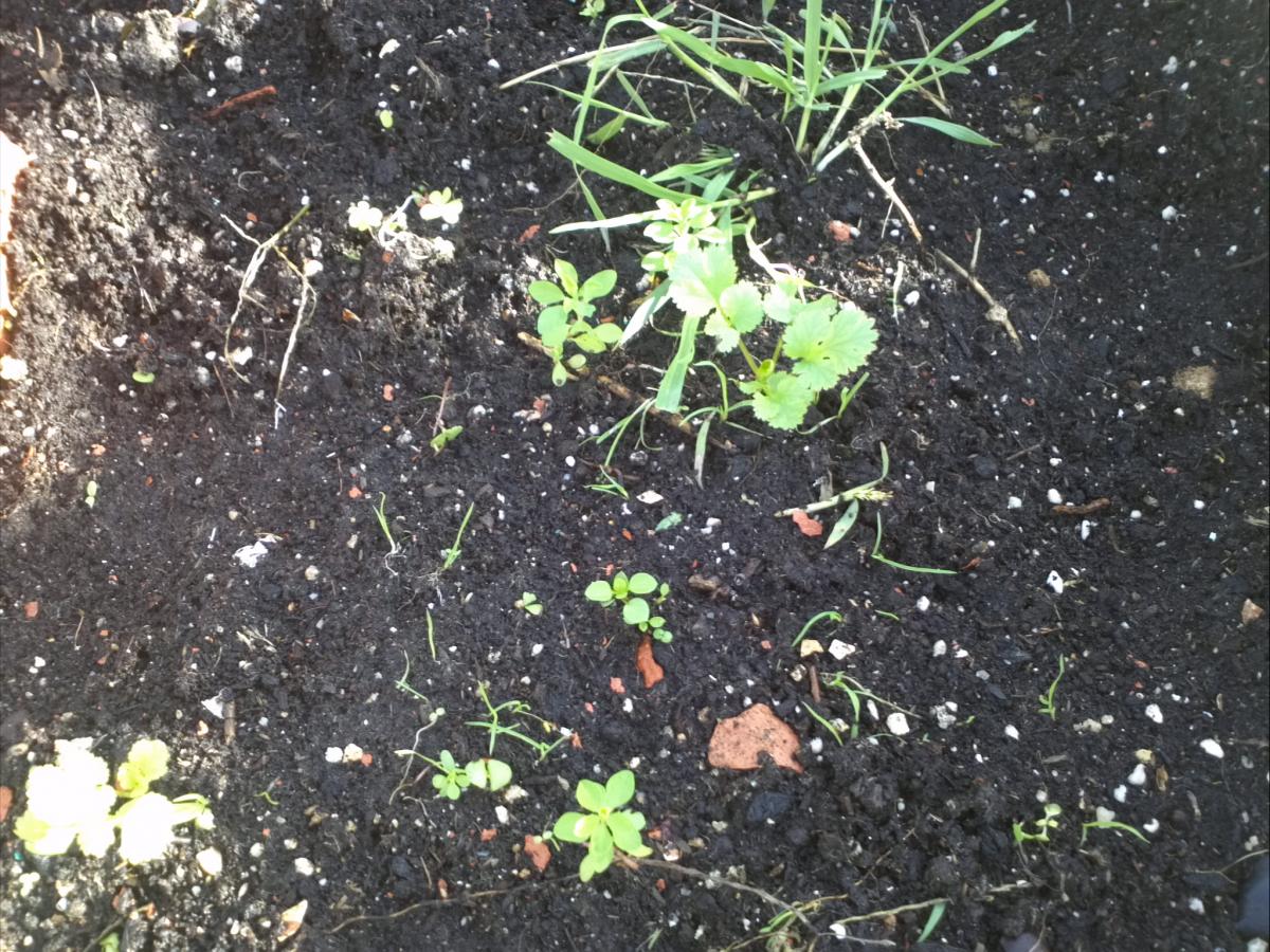 males herbes anti-gat