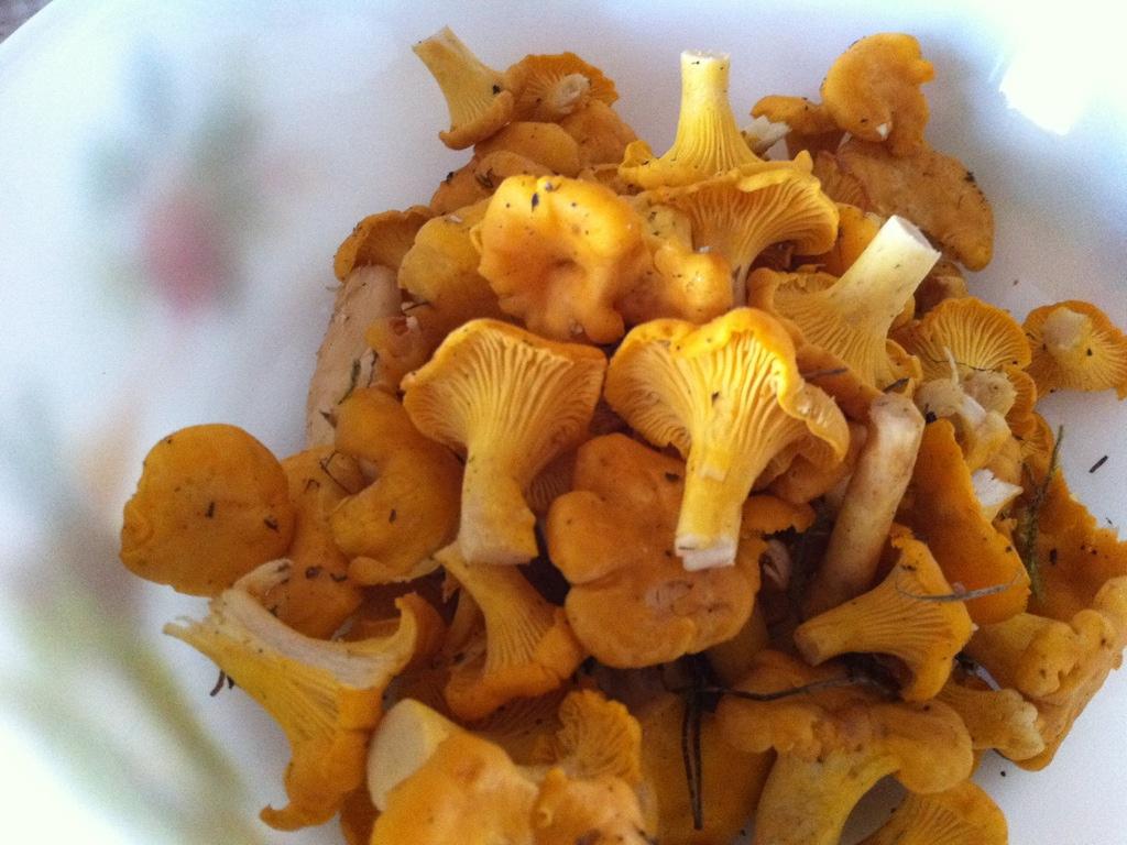 Rossinyols a Suècia