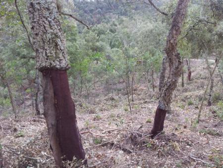 Alzines sureres al Montnegre-Corredor