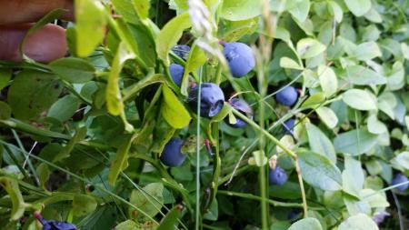 Nabius del pirineu a Nevà