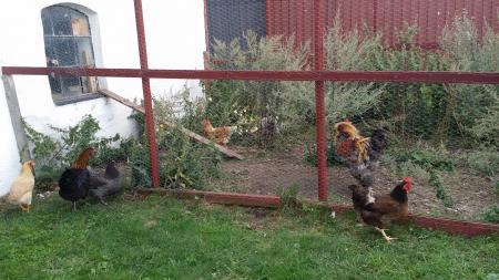 Gallines de camp sueques