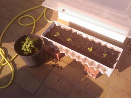 Alfàbrega, al test, acabada de plantar