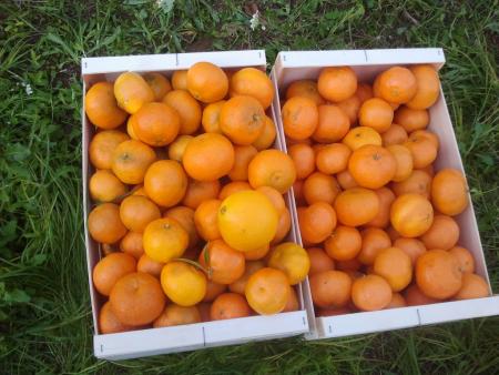 Mandarines d'Alcanar acabades de collir de l'arbre