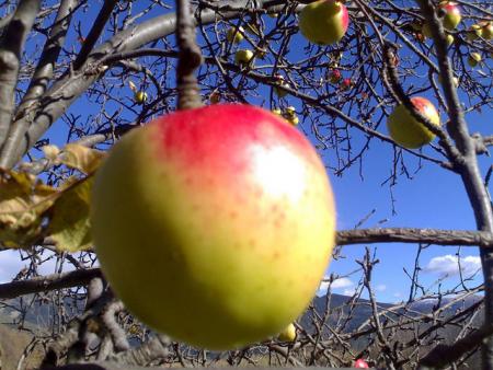 Manzana natural del pais