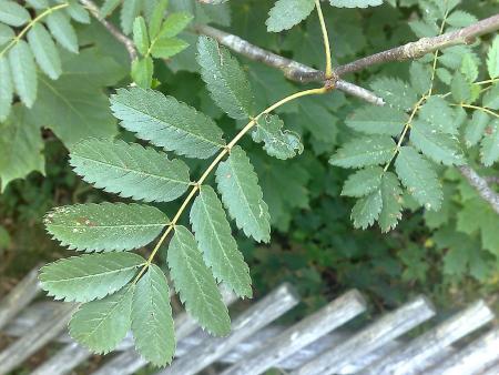 Moixera de guilla, aquest és un arbre que es troba als pirineus